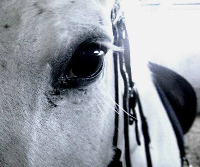 Kawcio eye xd