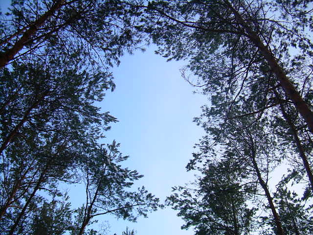 Kulig