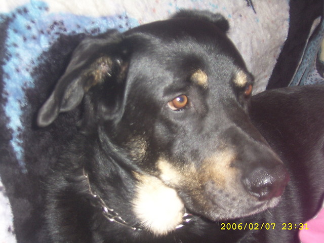Drakonii..;***********