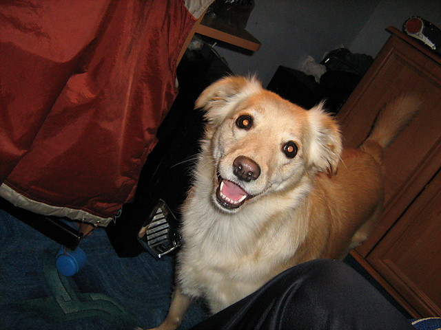 My Dog