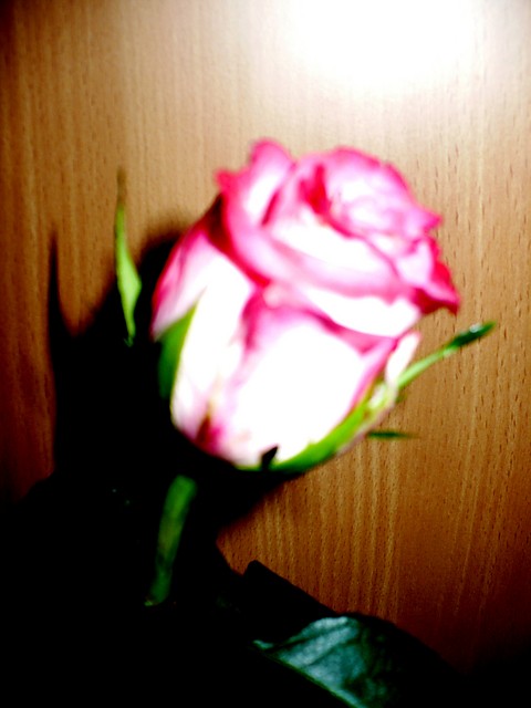 rose 