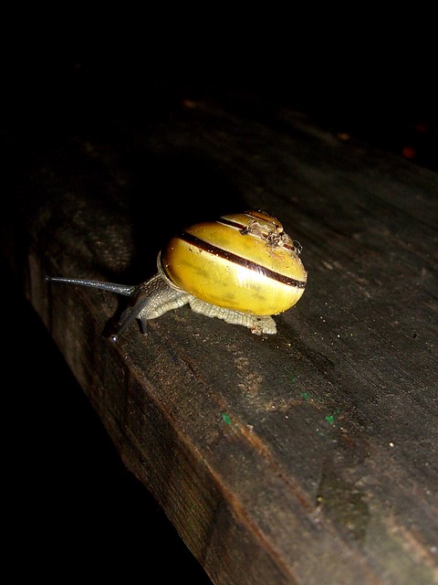 Numer cztery, dogorywania.