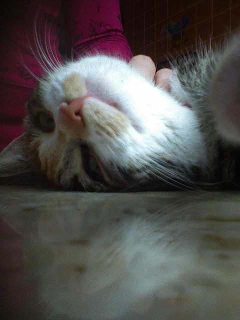 Wpis aaguusiiiaaa