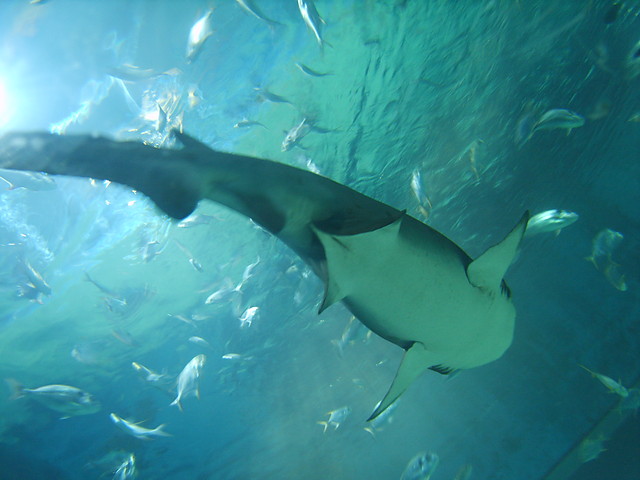 Delfinarium.