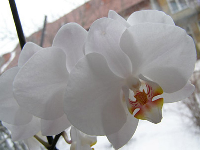 Orchidea