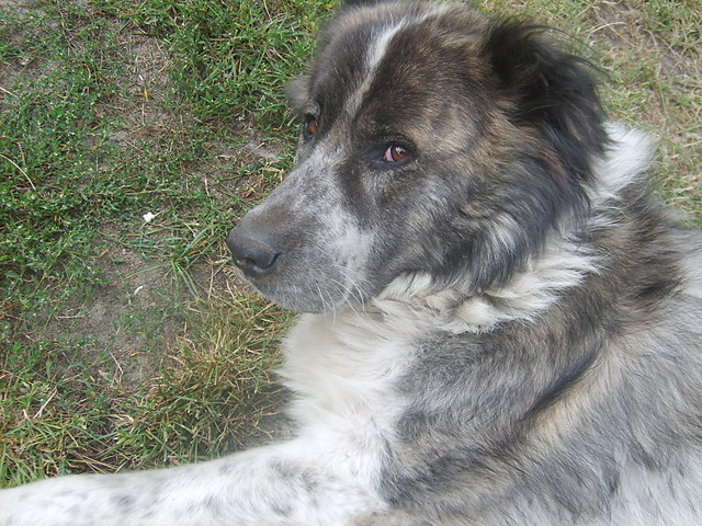 Tajga