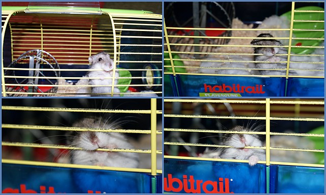 Teofil ;*