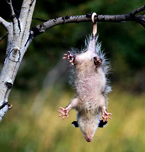 Hanging Opossum