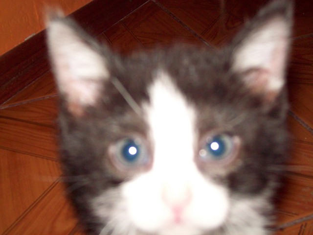 my kitty