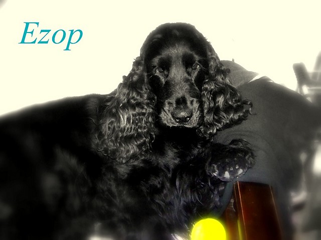 EzOOp:***