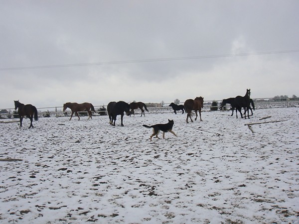 Konie w Harmony Farm
