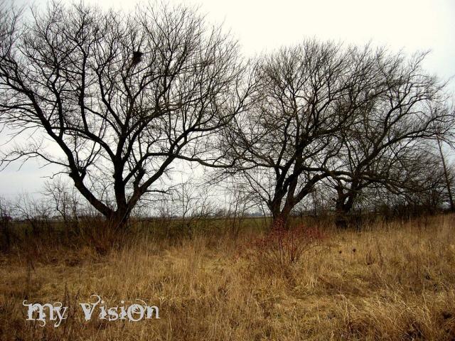my vision