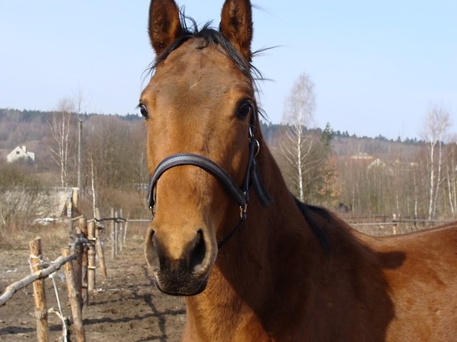 Wpis indigoboy