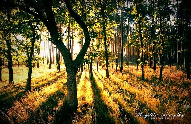 Trzydzieci-jeden.
