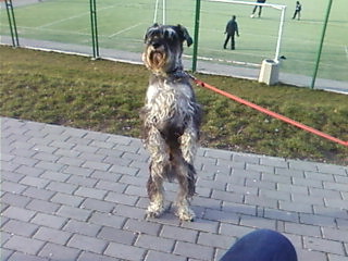 Castor;***