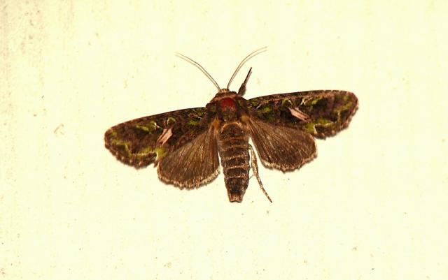 Agatwka obodnica