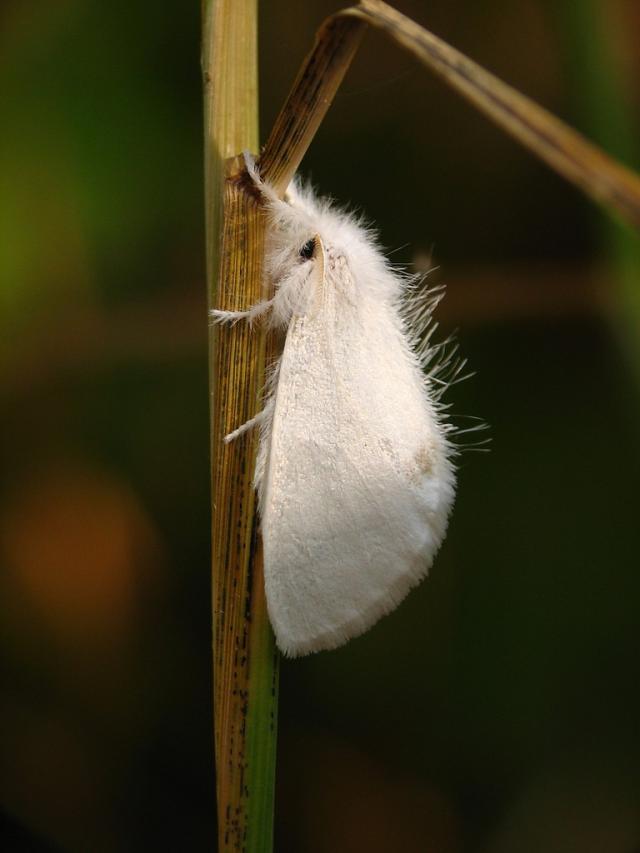 Kuprwka zotnica 