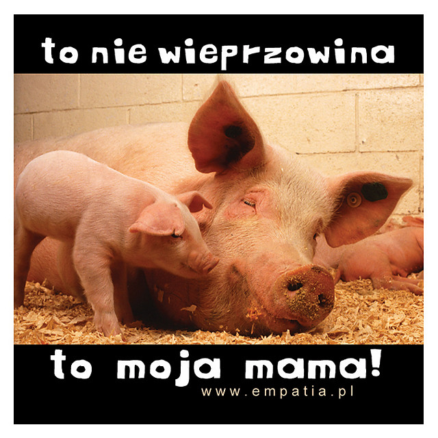 Wpis napomoczwierzakom