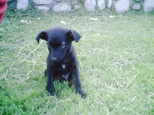 psinek