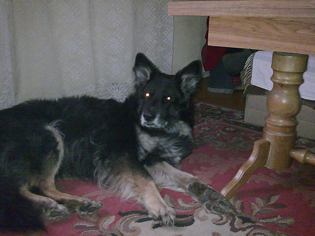 psiak 