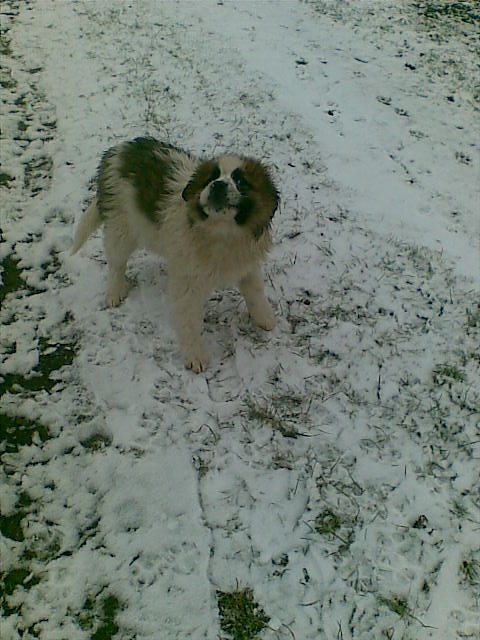 my sexy dog.