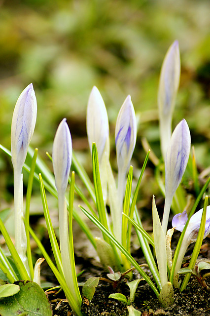 Krokusy