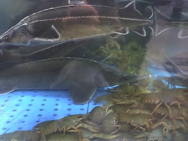bulbulbul~
