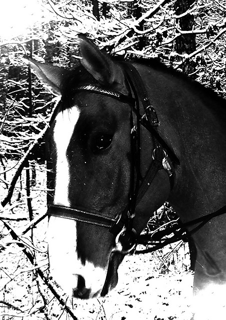 KoNiK