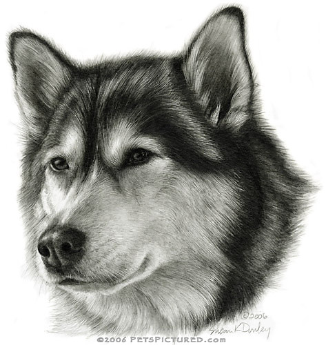 Husky