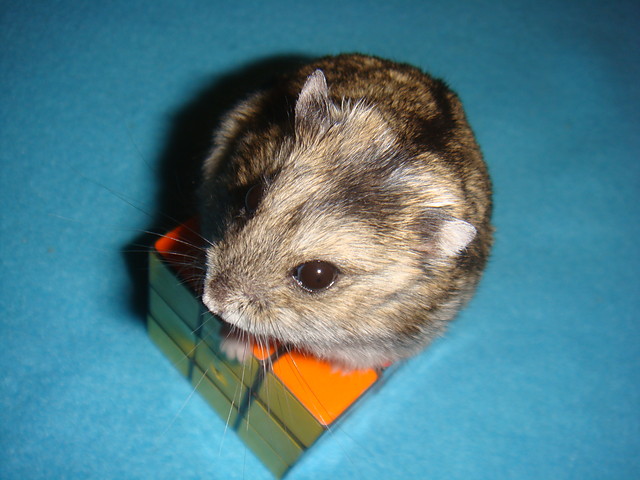 chomik z 