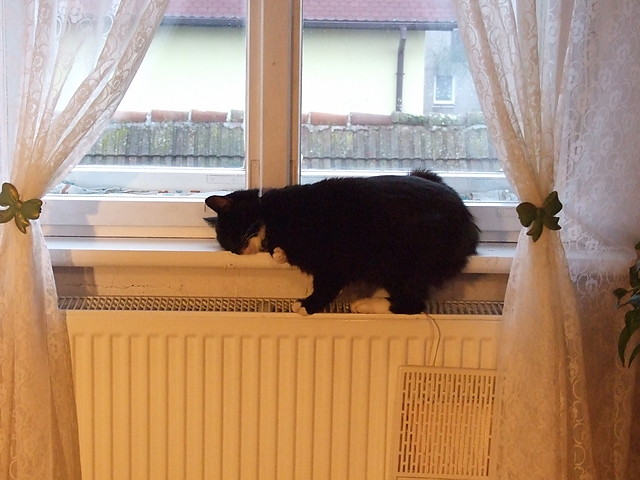 Kot Filemon :)