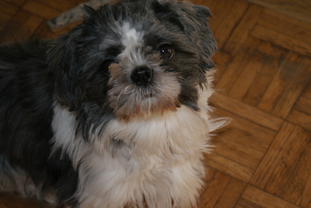 Ksiniczka Fiona.