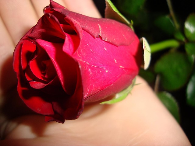 rose....