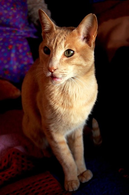 Benek