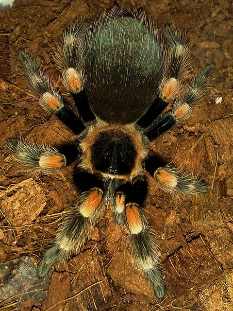 Smithi L10