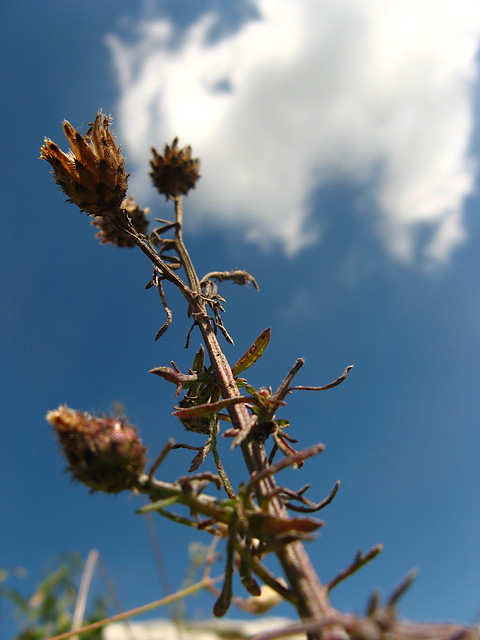 Sielanka o Domu