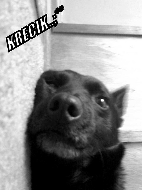Krecik..