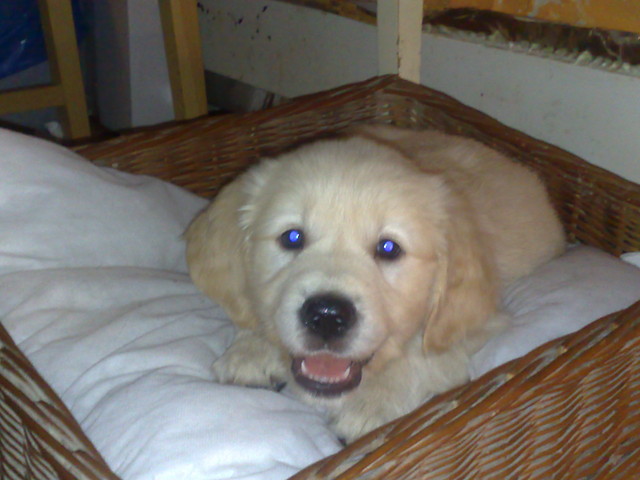 Maja:*