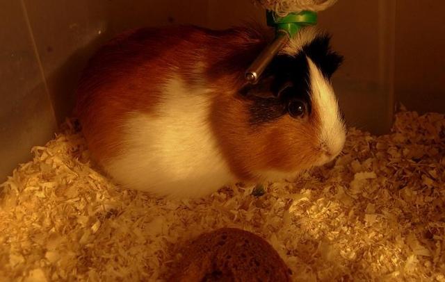 BoBson xd ^^