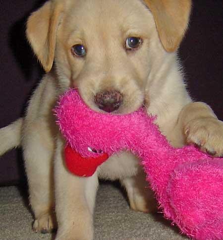 Labrador