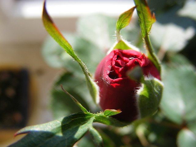 Springtime :D