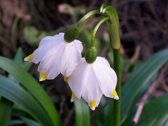spring flowers.