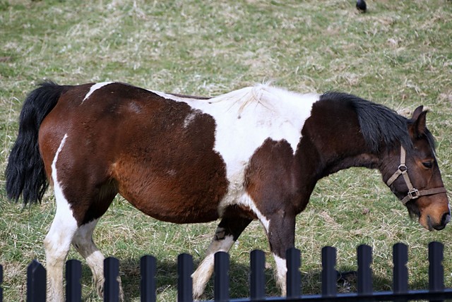 KONIK