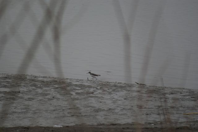 Samotnik