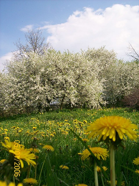 Stycze w Kaczorlandii