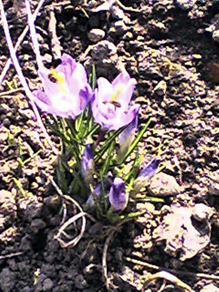 Wiosennie