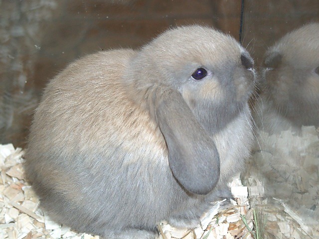 kroliczek 
