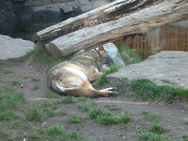 Canis lupus