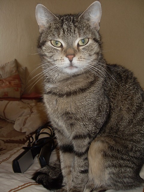 Kora