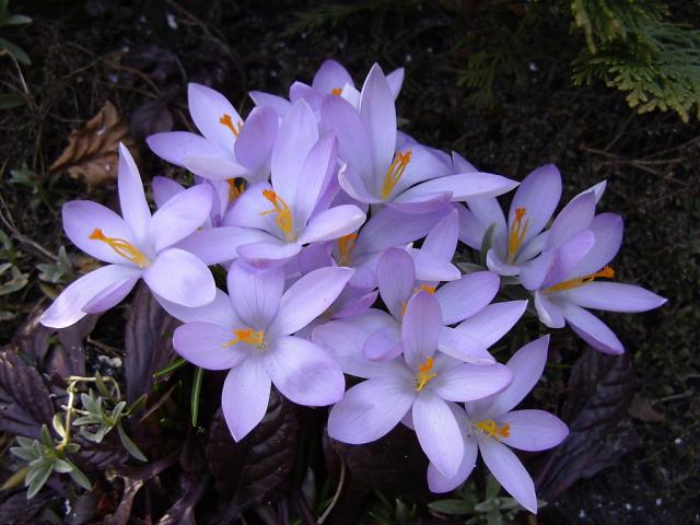 Wiosna c.d.